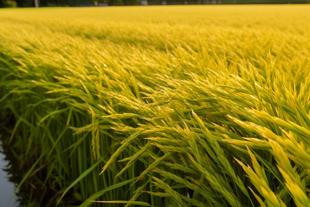 乡村稻田里的水稻图片