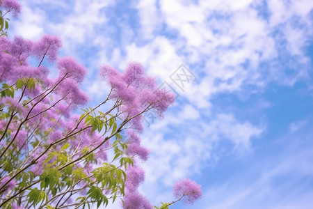 花园中的蓝花楹树图片