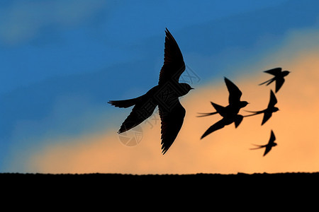 燕子大迁徙的剪影图片
