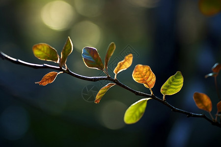 阳光下的树叶背景图片
