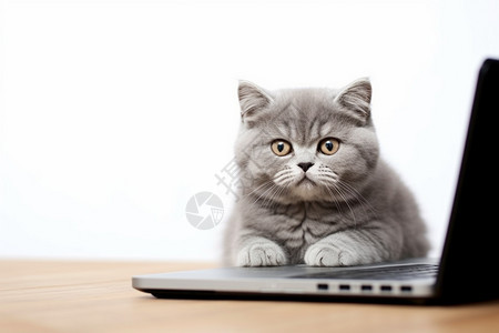 电脑桌上的可爱小猫背景图片