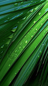 绿色的棕榈叶子背景图片