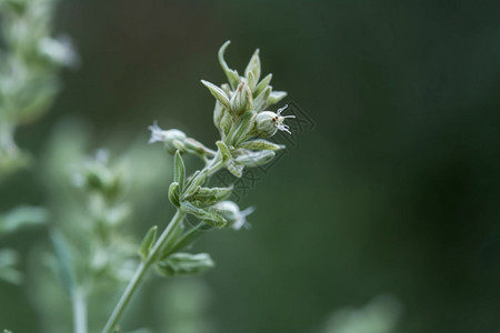 绿色的野生植物图片