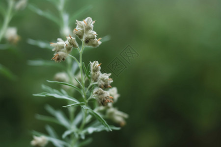 户外野生的植物图片