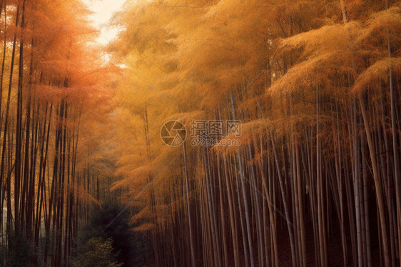 深秋的森林图片