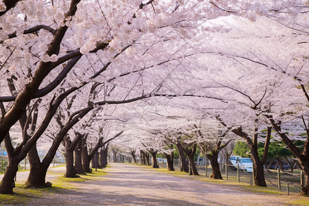 公园中美丽的樱花树图片