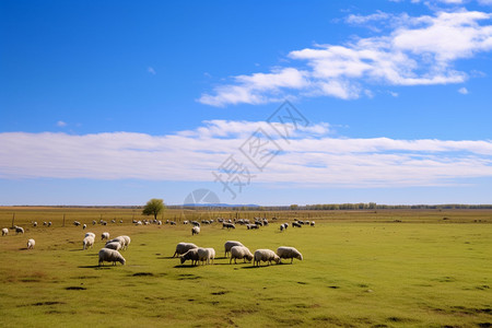 呼伦贝尔大草原的美丽景观图片