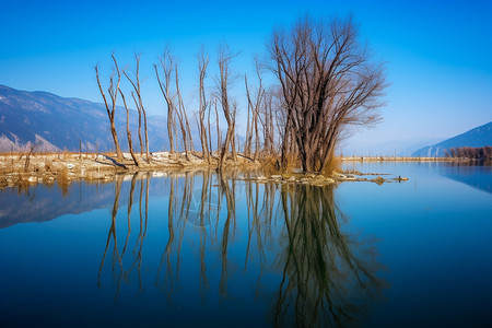 双廊洱海洱海岸边的枯树背景