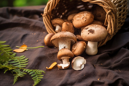 夏季新鲜的蘑菇图片