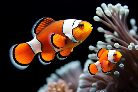 水族馆中的小丑鱼图片