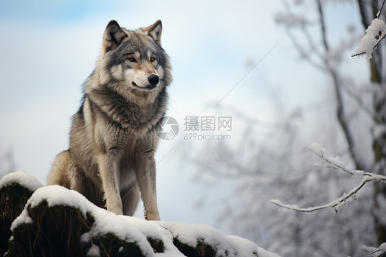 食肉动物的孤狼图片