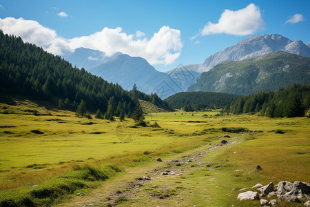 夏季美丽的山林景观图片