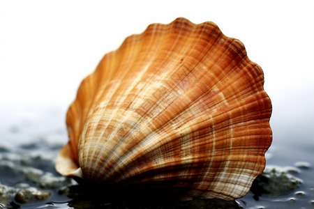 海蜗牛扇形的贝壳背景