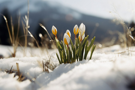 美丽的雪花莲图片