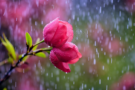 雨中的郁金香图片