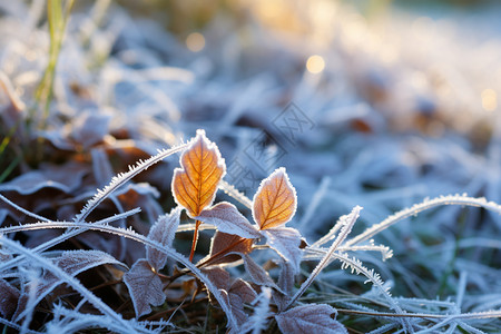 二十四节气大雪地面的树叶背景