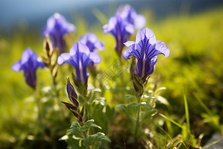 乡村山花户外植物绽放图片