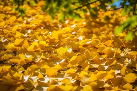 黄色的树叶背景图片