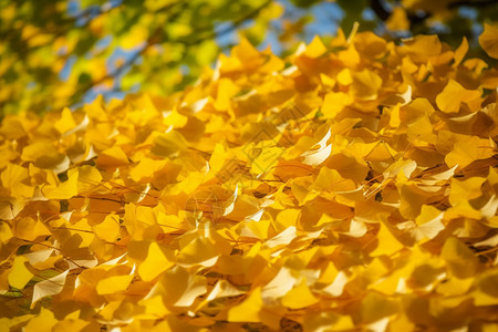 金色银杏树叶阳光明媚的天气背景