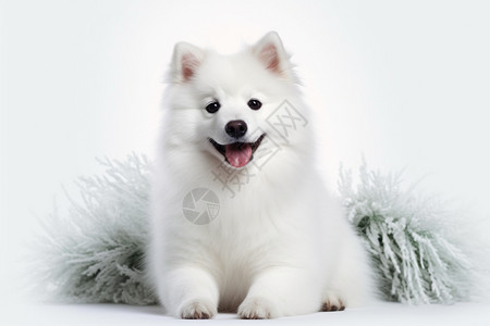 国庆快乐白色的小狗背景