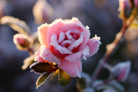 花朵上的霜雪背景图片