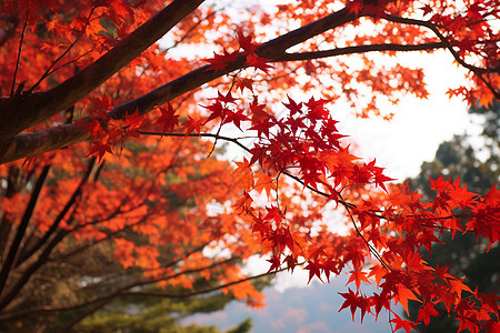 香山红枫叶萧瑟风景背景