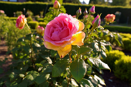 美丽玫瑰园图片
