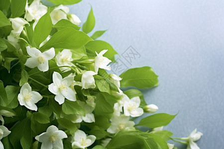 鲜花上的白色花朵图片