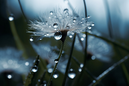 有露水的蒲公英图片