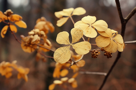 森林中的金色树叶背景图片