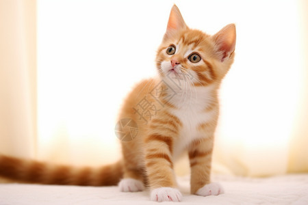 橘色花纹的小猫咪图片