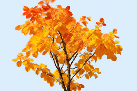 十月树枝上的红叶背景图片