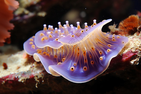 海底的软体生物图片
