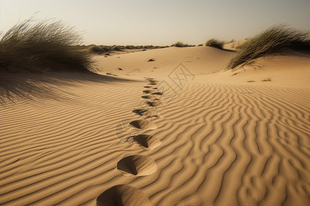 撒哈拉沙漠的脚印图片
