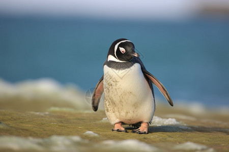 寒冷气温下的企鹅图片