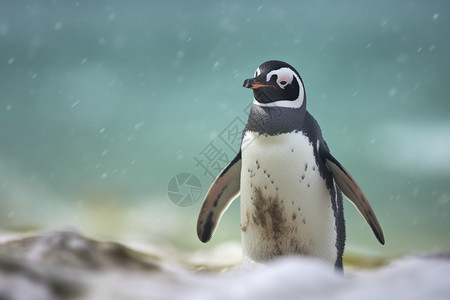 冬天企鹅图片