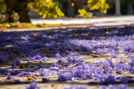 春天的地面上有着蓝花楹图片