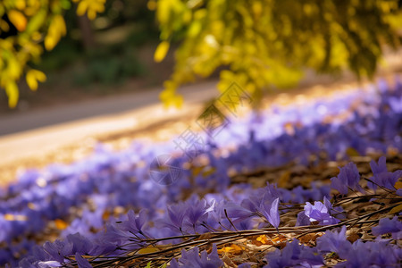 花瓣地毯地面上紫色的花朵背景