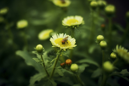 野外美丽的菊花图片