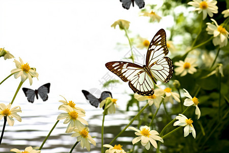 美丽的百合花和蝴蝶图片