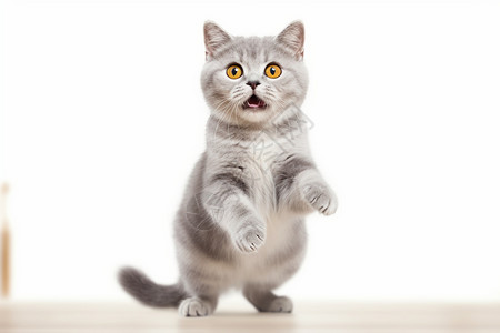 可爱俏皮的小猫背景图片