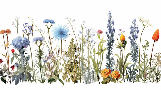 白色背景中的植物和花卉图片