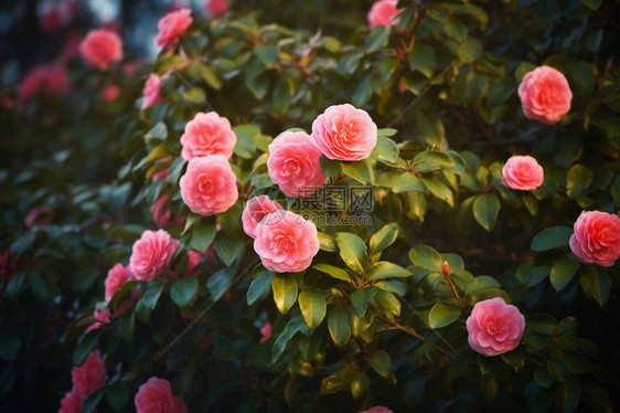 花园里的山茶花灌木图片