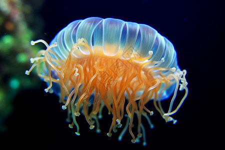 深海无脊椎动物水母图片