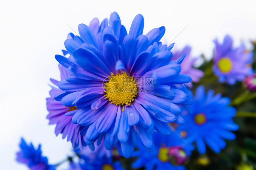 蓝中泛紫的菊花图片