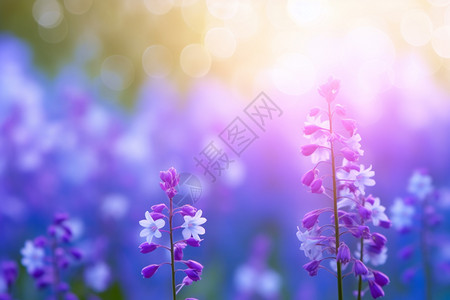 浪漫紫色的花园场景背景图片