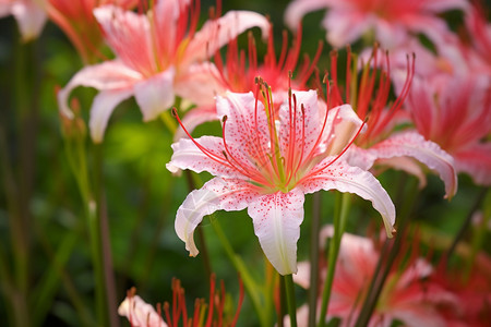 盛开的百合花图片