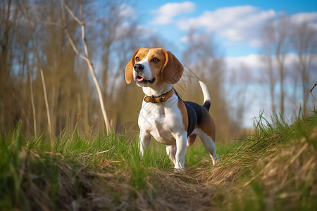 敏捷的比格犬高清图片