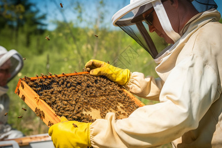 农场里的养殖蜜蜂背景图片