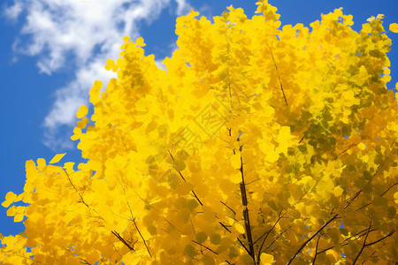 银杏树的黄色树叶图片